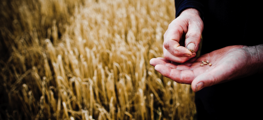 Man holding barley grains in a barley field