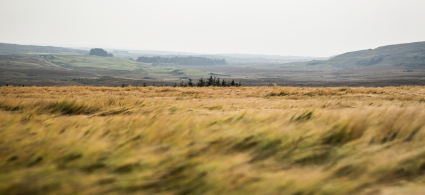 field of barley grown for whisky blowing in the wind in scotland